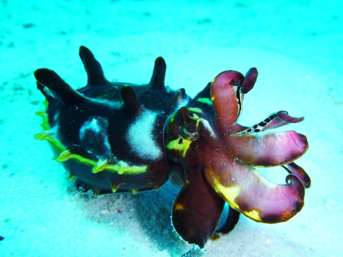 Malapascua Exotic Island Dive Resort Daanbantayan Εξωτερικό φωτογραφία
